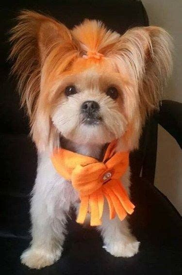 17 Best Images About Crazy Dog Grooming On Pinterest