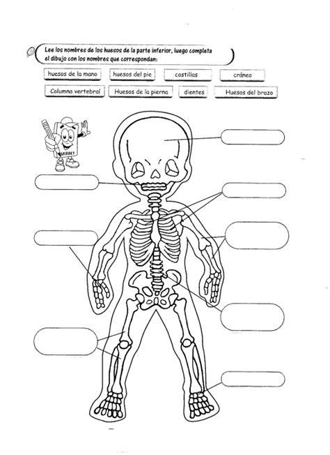 El Esqueleto Humano Para NiÃ±os De Jardin Jasma