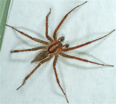 Agricultural and environmental resources by detect exotic pests before they can become well established. Hobo & Grass Spiders - School IPM - USU Extension | USU