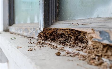 How Much Is A Termite Inspection In Boise Idaho Xivents