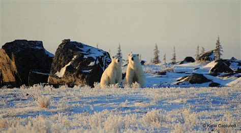 Churchill Polar Bear Season Photos Churchill Polar Bears