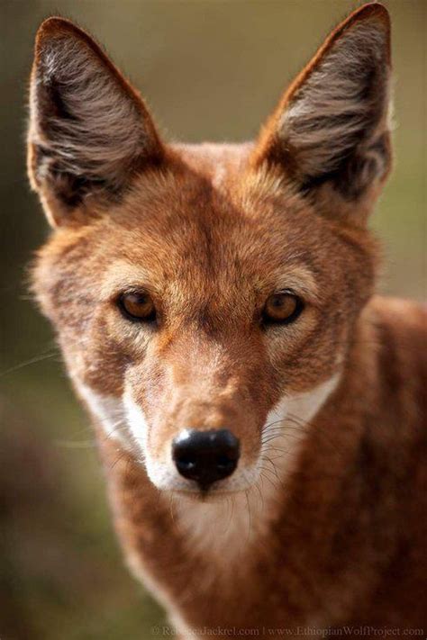 Other articles where ethiopian wolf is discussed: Ethiopian Wolf | Wild Dogs | Pinterest
