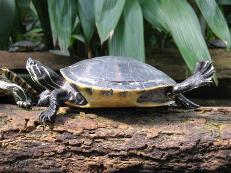 Red Eared Slider Free Photo Download Freeimages