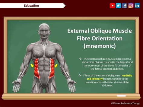 External Oblique Muscle