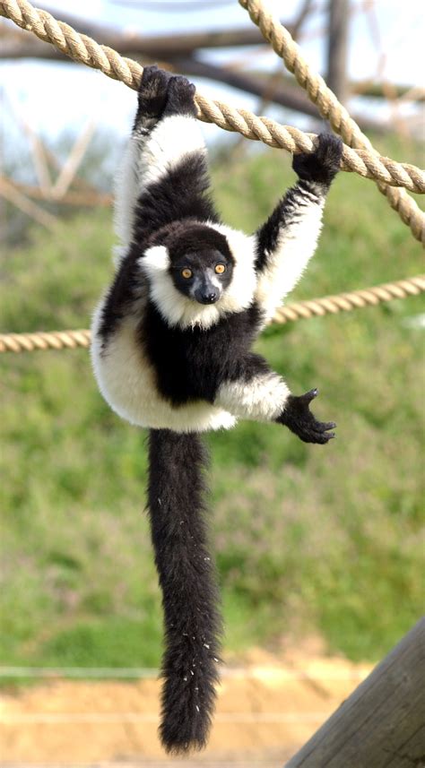 black-white-ruffed-lemur-•-fun-facts-information-for-kids
