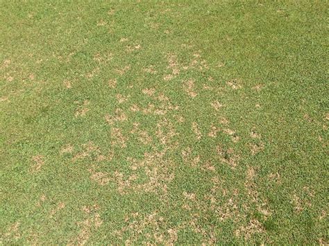 Spring Turf Diseases K State Turf And Landscape Blog