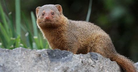 Mongoose Teeth Everything You Need To Know A Z Animals