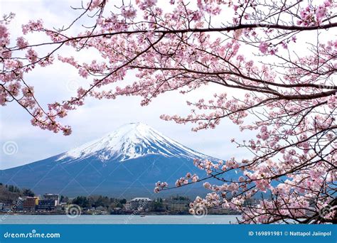 Fuji Mountain Sakura Cherry Blossoms In Spring In Front Fuji Mount Snow