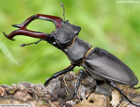 Beetle Facts What Is A Beetle A Complete Guide To Beetles