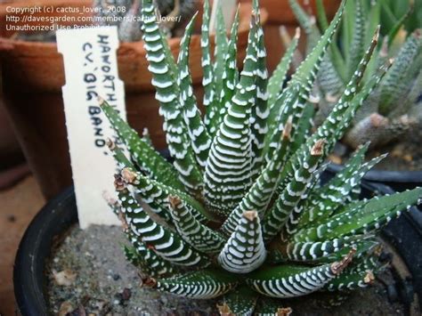 Is Zebra Cactus Poisonous To Cats - CETDM