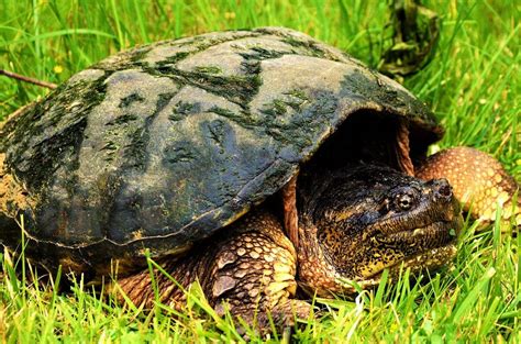 What Do Snapping Turtles Look Like Aquaticpals
