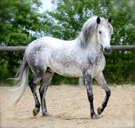 Datos Del Caballo Gris Rucio Con Imágenes