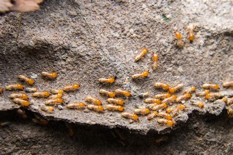 This is because pests are trying to escape from the cold in the same way that humans are. Common Signs That Point Towards a Termite Infestation ...