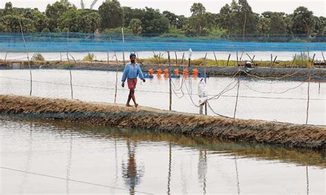 As Seas Rise Saltwater Plants Offer Hope Farms Will Survive World