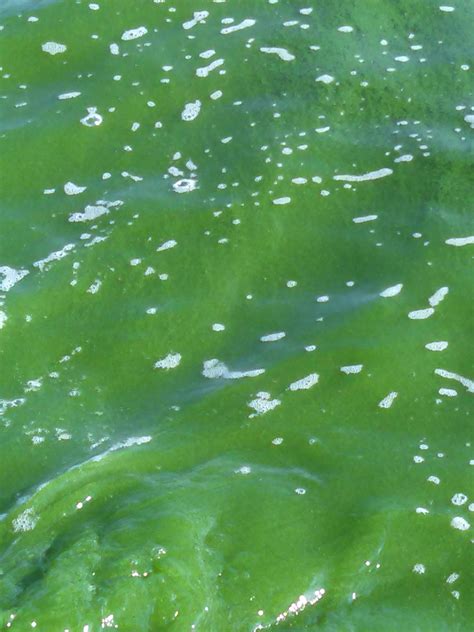 Cyanobacteria Poisoning Blue Green Algae Ndsu Agriculture