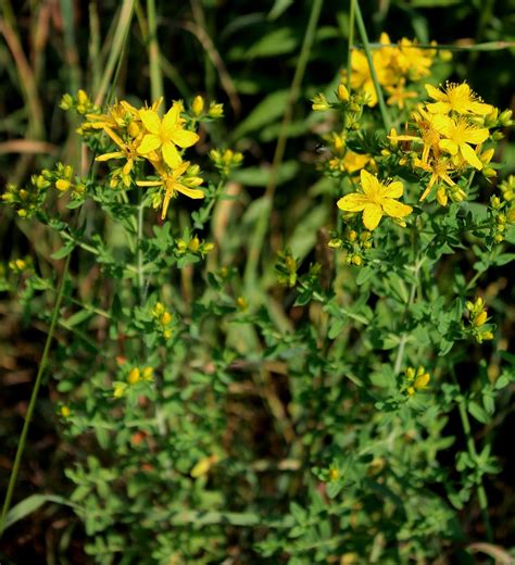 (2004 aufgelöst), seit 2003 durch den verein zur förderung der naturgemäßen heilweise nach theophrastus bombastus von hohenheim, gen. Tüpfel-Johanniskraut (Hypericum perforatum) | Garten Wissen