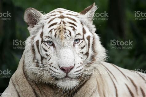 White Tigers Portrait Stock Photo Download Image Now Animal