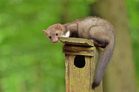 Maybe you would like to learn more about one of these? Marder im Garten - Womit am besten abschotten und ...