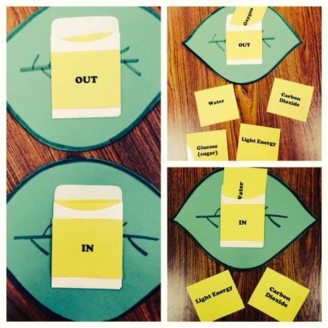 We did not find results for: Photosynthesis Activity: Leaf with "in" and "out ...