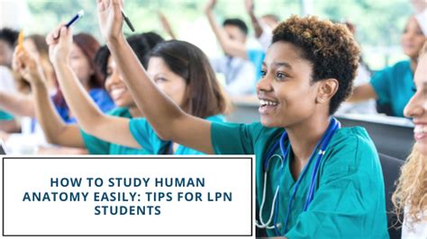 How To Study Human Anatomy Easily Tips For Lpn Students Verve