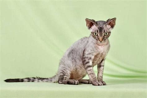 Devon Rex Information And Cat Breed Facts Pets Feed