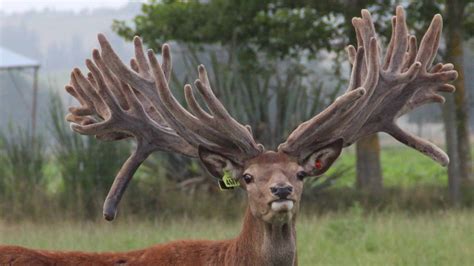 Trophy Stag From Geraldine Sells For 95000 Topping The