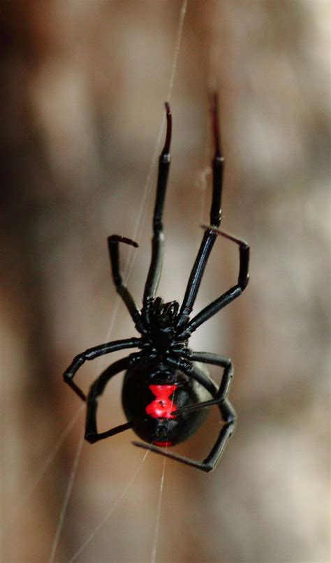 Had a huge problem in my detached garage, i mean how can i keep these horrid creatures out of our house permanently? Black Widow Spider Facts | Black Widow Spider Control | TERRO®