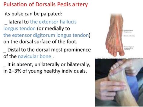 Dorsalis Pedis Surface Anatomy Anatomy Structure