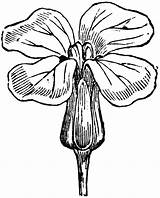 Mustard Drawing Flower Getdrawings sketch template