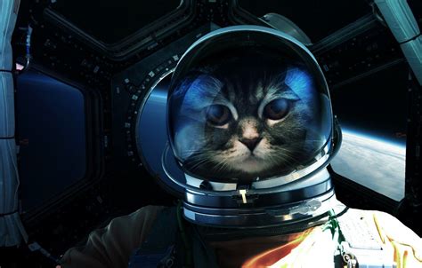 Space Cats Wallpapers Wallpaper Cave