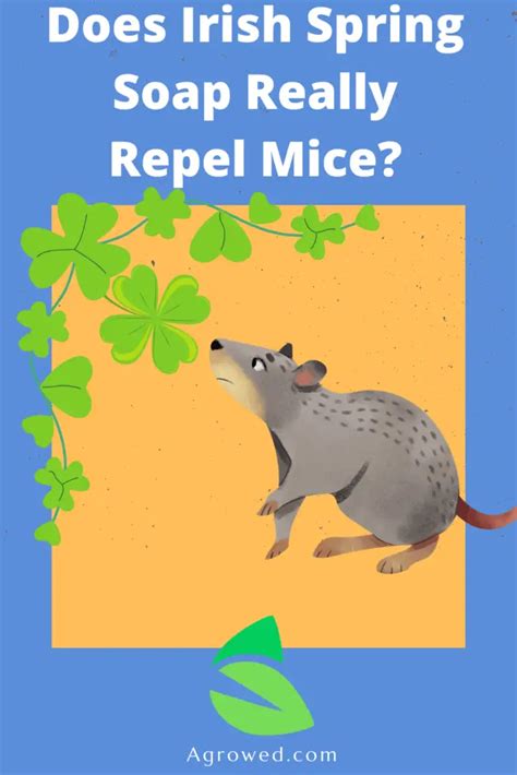 Does Irish Spring Soap Really Repel Mice? - Agrowed