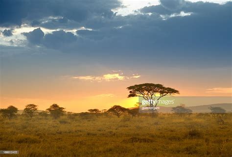 Acacias In The Late Afternoon Light Serengeti Africa High Res Stock