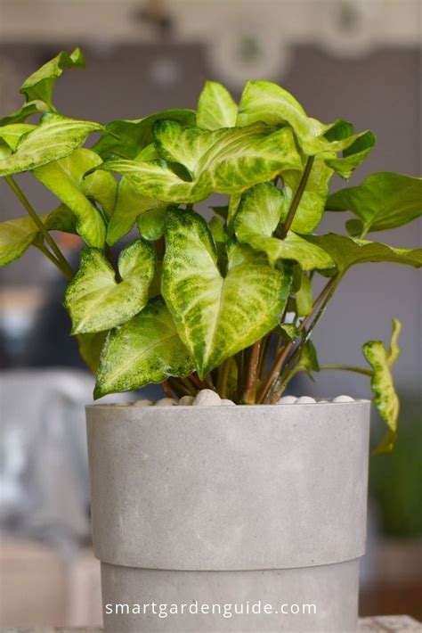 Easy Care Indoor Plants That Look Amazing Houseplant Care Tips For 29