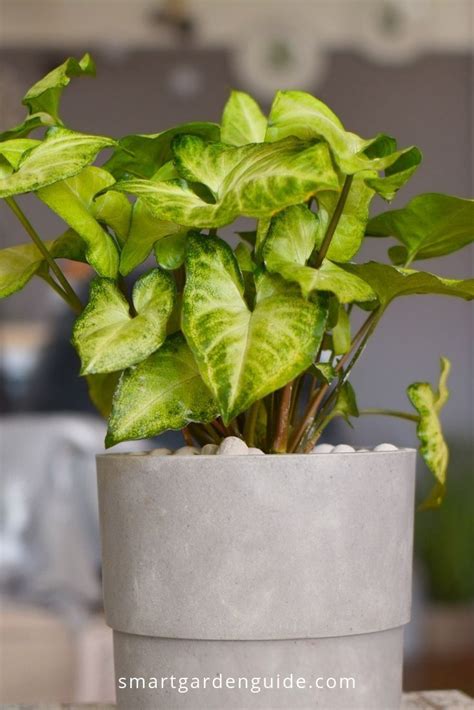 Good afternoon one and all. Easy care indoor plants that look amazing. Houseplant care ...