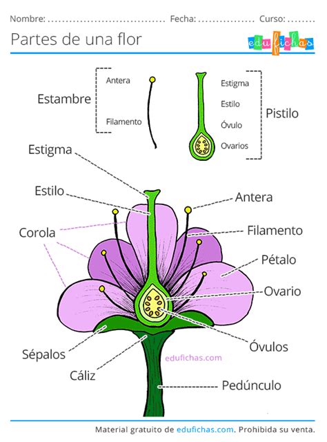 🥇 Partes De Una Flor Ficha Con Los Nombres Y Ejercicios Pdf Gratis