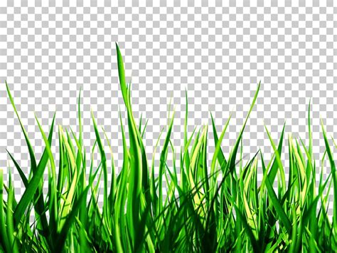 Descargar libre Ilustración de la hierba verde jardín picsart