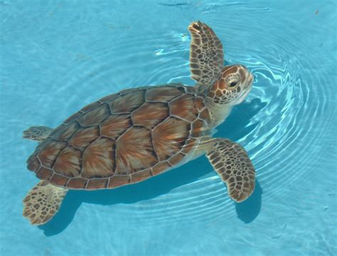 Green Sea Turtle Young Green Sea Turtle At The Cayo Largo Flickr