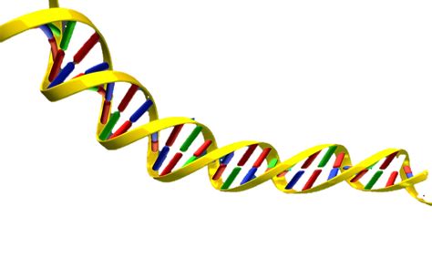 Free Dna Cliparts Download Free Dna Cliparts Png Images Free Cliparts
