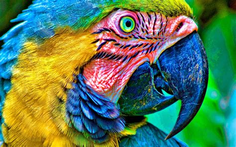 Motley Parrot Hd Wallpapers Mobile Phone Laptop Pc