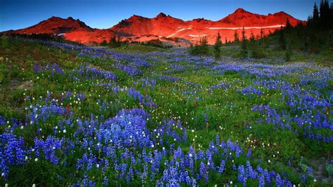 Alps Flowers Sunset Wallpapers Top Free Alps Flowers Sunset