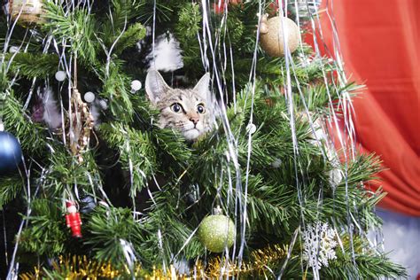 Lenny mongiello from bird barrier goes on the job with cats usa control products for a complete solution to rid a parks and recreation center in los angeles, ca. Target Is Selling Holiday-Themed Cat Scratch Towers ...