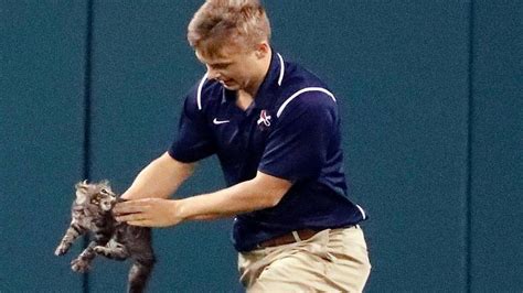 Rally Cat Twitter Trend St Louis Cardinals Gam Busch Stadium