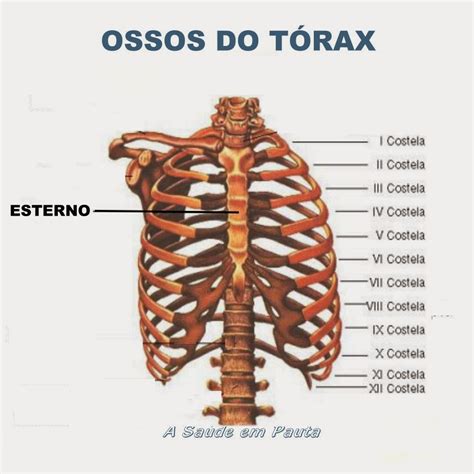 Nomes Dos Ossos Do Corpo Humano