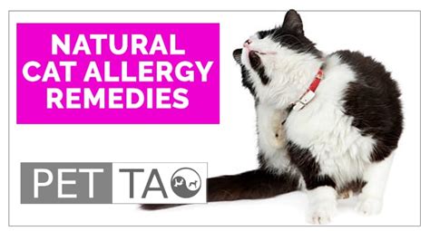 Natural Remedies For Your Allergic Cat Pet Tao