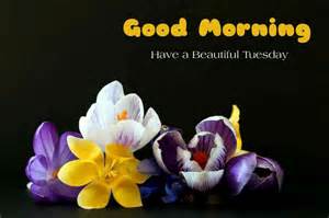 Good Morning Tuesday Good Morning Tuesday Blessings By