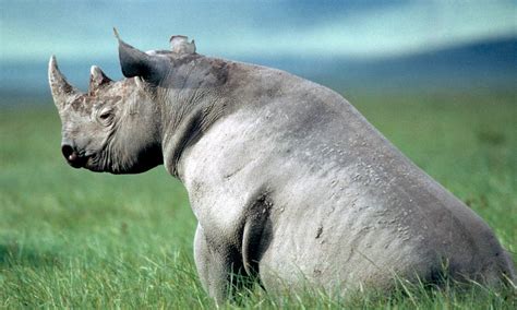 Rhino Horns Real Value And Other Rhino Facts Stories Wwf