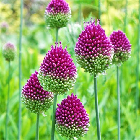 Allium Bulb Collection Allium Varieties In Yellow Pink