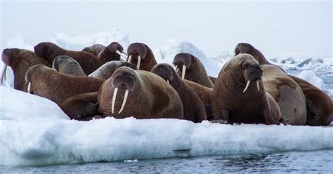 Alaska Walrus Haulouts Places To See Walruses In Alaska Alaskaorg