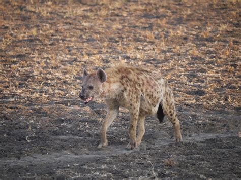 Spotted Hyena Crocuta Crocuta Stock Photo Image Of Spotted Zambia