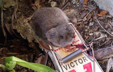 How do you disinfect after norovirus? Properly killing vole